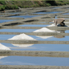 Salt Marshes in Brittany